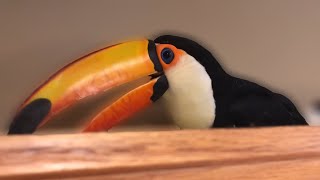 Whats It Like Having a Toucan In The HOUSE [upl. by Tilden]