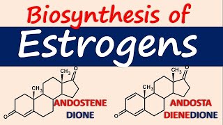 Estrogens  Biosynthesis and chemical synthesis [upl. by Osnerol265]