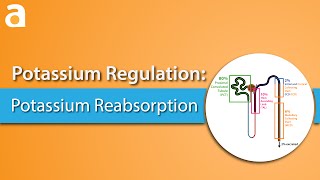 Potassium Regulation Potassium Reabsorption [upl. by Foote]