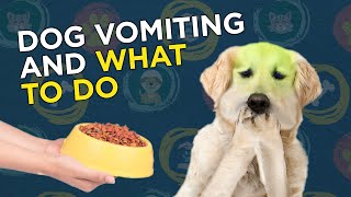 Dog Vomiting and What to Do [upl. by Ycrem]