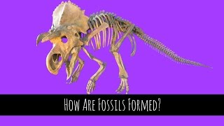 Fossils  How Are Fossils Formed  GCSE Biology [upl. by Corwun]