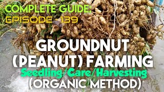 Groundnut Farming Peanut–SeedlingCareHarvesting–In Organic Method essenceworld [upl. by Pinchas]