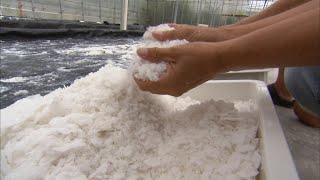 How Salt is Made  Localish [upl. by Okiam]