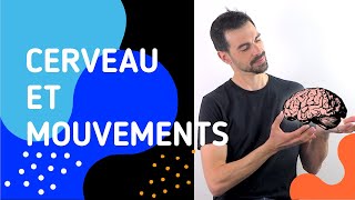 COURS DE TERMINALE SPÉCIALITÉ SVT CHAP15 CERVEAU MOUVEMENT VOLONTAIRE ET ACTION DE SUBSTANCES [upl. by Marthena]