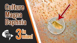 How to culture DAPHNIA MAGNA  The easy way [upl. by Cawley]