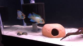 Electric Blue Acaras spawning [upl. by Downes]