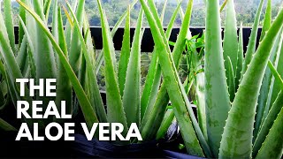 How To Identify The Real Aloe Vera Plant [upl. by Nahgaem984]