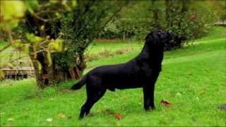 Black Labrador working gundog [upl. by Ramyaj]