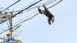 チンパンジー、動物園から逃走 麻酔銃打たれ捕獲 仙台市 [upl. by Slrahc]