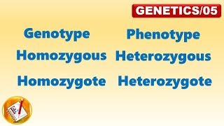 Genotype Phenotype Homozygous Heterozygous Homozygote Heterozygote FLGenetics05 [upl. by Pebrook]