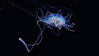 The Hungry Jellyfish [upl. by Ihteerp]