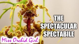 The spectacular Dendrobium spectabile Orchid  Care tips [upl. by Weaver526]