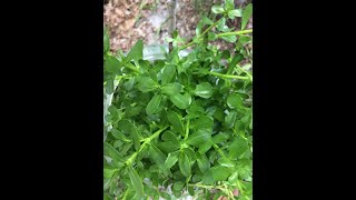 EatTheWeeds Episode 149 Bacopa monnieri aka Water Hyssop [upl. by Narad]