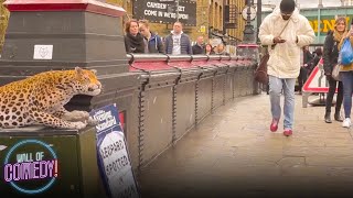 LEOPARD PRANK  In Camden Town [upl. by Euqinom]