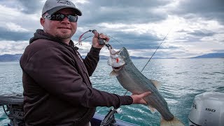 Pyramid Lake Cutthroat Trout [upl. by Demetri]