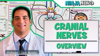 Neurology  Cranial Nerves Overview [upl. by Luapnaej]