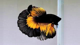 10 Most Beautiful Betta Fish in the World [upl. by Mcnully818]