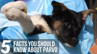 5 Facts You Should Know About Parvo [upl. by Anitak]