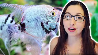 ANGELFISH CARE GUIDE 🐟 Freshwater Angelfish Basics [upl. by Mignon]