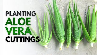 How To Plant Aloe Vera From A Cutting [upl. by Pearman]