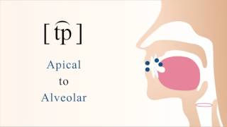 t͡p  unvoiced unaspirated labial coarticulated apical alveolar stop [upl. by Hsekar]