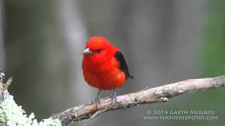 Scarlet Tanager in Maine [upl. by Yleve987]