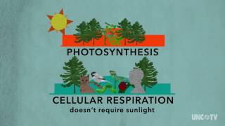 Plant Respiration  Sci NC  PBS North Carolina [upl. by Noreen927]