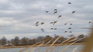 Duck Hunting BIG WATER DIVERS AND MALLARDS [upl. by Flam]