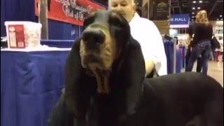 Black and Tan Coonhound [upl. by Hildick]