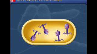 Lytic v Lysogenic Cycles of Bacteriophages [upl. by Enaols577]