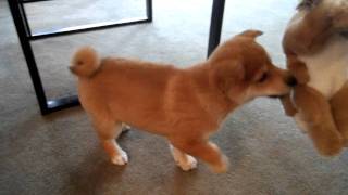 Shiba Inu Puppys first day home [upl. by Nesaj]