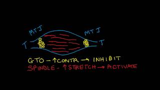 Muscle Activation and Inhibition GTOs spindles and reciprocal inhibition [upl. by Suirtimed]