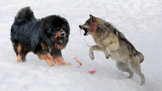 10 Dogs That Can Defeat Wolves [upl. by Bartie]