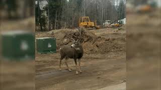 Mule deer RUT sounds [upl. by Sihunn]