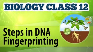 Steps In DNA Fingerprinting  Genetic Engineering and Genomics  Biology Class 12 [upl. by Nnylrac667]