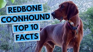 Redbone Coonhound  TOP 10 Interesting Facts [upl. by Dante]