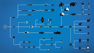 How Evolution works [upl. by Enovad]