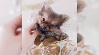 Playful Male Pomeranian Puppy  TeaCups Puppies amp Boutique [upl. by Ailil]