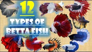 12 Types of Betta Fish [upl. by Loree]