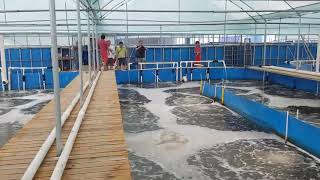 Vannamei 101 Super intensive indoor shrimp culture farms [upl. by Eirojram]