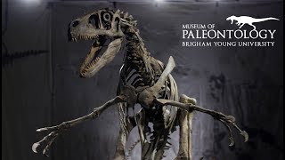 Utahraptor at the BYU Museum of Paleontology [upl. by Undry]