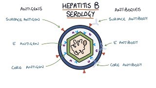 Hepatitis B virus life cycle [upl. by Strohbehn855]