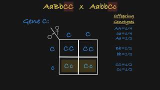 Branched Line Diagrams Explained [upl. by Arytahs470]