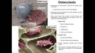 Physiology of the Osteoclast [upl. by Torras]