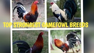 TOP STRONGEST GAMEFOWL BREEDS [upl. by Killoran]