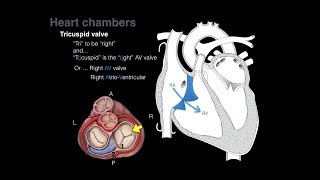 Overview of Heart Anatomy Tutorial [upl. by Onfroi]