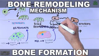 Functions of Osteoblasts amp Osteocytes  Organization of the Osteon [upl. by Drobman]