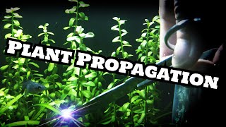 Bacopa Monnieri Plant propagation [upl. by Kip328]