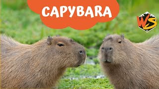 Meet the Capybara Natures Chillest Creature [upl. by Krilov163]