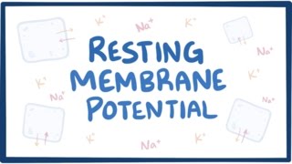 Resting membrane potential  definition examples [upl. by Ginnie]